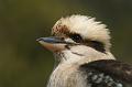 Kookaburra, Tindale Gardens IMG_6936